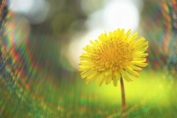 Yellow dandelion flower on natural blurred background