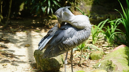Naklejka premium Shoebill|Shoe-billed stork|Balaeniceps rex|鯨頭鸛