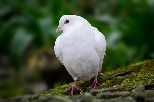 A beautiful white pegion in our neighbourhood.