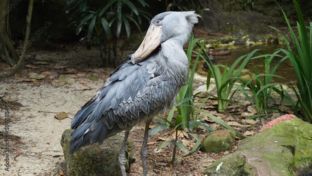 Poster Shoebill|Shoe-billed stork|Balaeniceps rex|鯨頭鸛