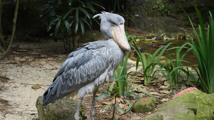 Shoebill|Shoe-billed stork|Balaeniceps rex|鯨頭鸛