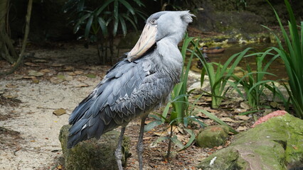 Shoebill|Shoe-billed stork|Balaeniceps rex|鯨頭鸛