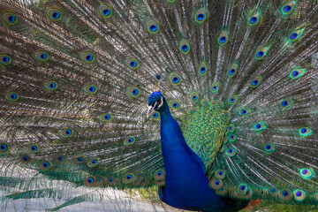 Obraz premium Portrait of beautiful peacock with feathers out