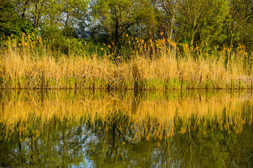 Green trees and reeds symmetrically reflected in lake mirror