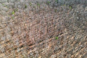 Wald im Frühling mit Sonne
