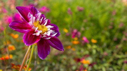 Obraz premium beautiful dahlia flower in dark magenta with white wreath