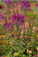 gorgeous natural beautiful colorful flower beds of different bright colors