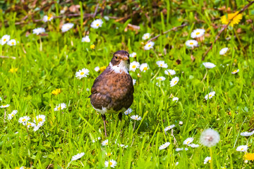 Motley female blackbird on a flowering lawn