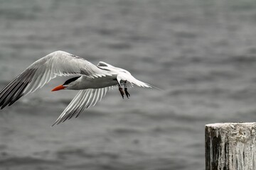 Royal Tern in  flight