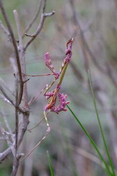 mantis insect of the species Empusa pennata