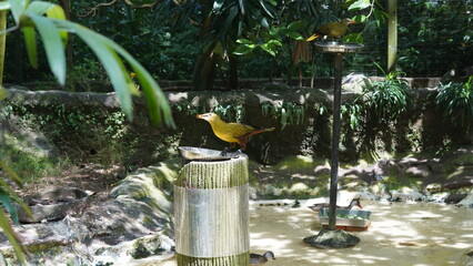 The Green Oropendola (Psarocolius viridis) is a species of bird found in Central and South America. It is a member of the icterid family|绿拟椋鸟