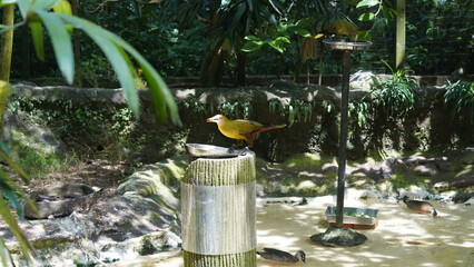 The Green Oropendola (Psarocolius viridis) is a species of bird found in Central and South America. It is a member of the icterid family|绿拟椋鸟