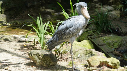 Shoebill|Shoe-billed stork|Balaeniceps rex|鯨頭鸛