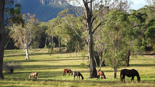Beautiful Horse in a field on a farm in Australia. Horses in a meadow