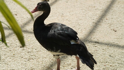spur-winged goose|Plectropterus gambensis|距翅雁|直翅鵝