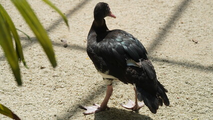 spur-winged goose|Plectropterus gambensis|距翅雁|直翅鵝