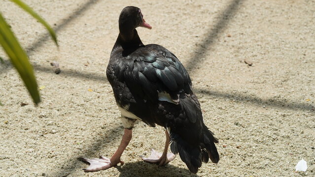 spur-winged goose|Plectropterus gambensis|距翅雁|直翅鵝