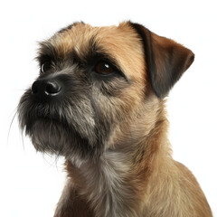 Border Terrier breed dog isolated on white background