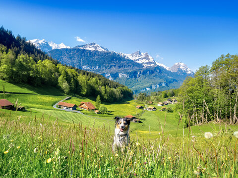 Hund rennt Bergpass hoch in der N&auml;he von Schwand