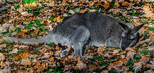 Bennett`s wallaby on the falllen leaves. Latin name - Macropus rufogriseus   © Mikhail Blajenov