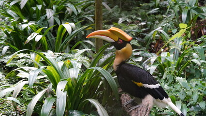 The Great Hornbill (Buceros bicornis | 雙角犀鳥) is a large, colorful bird native to Southeast...