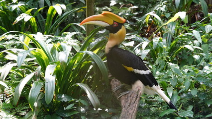 The Great Hornbill (Buceros bicornis | 雙角犀鳥) is a large, colorful bird native to Southeast Asia and the Indian subcontinent. Known for its massive casque and resonant calls in rainforest canopies. 