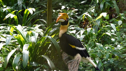 Buceros bicornis|Great Hornbill|Great lndian Hornis|雙角犀鳥|黑板擦鳥