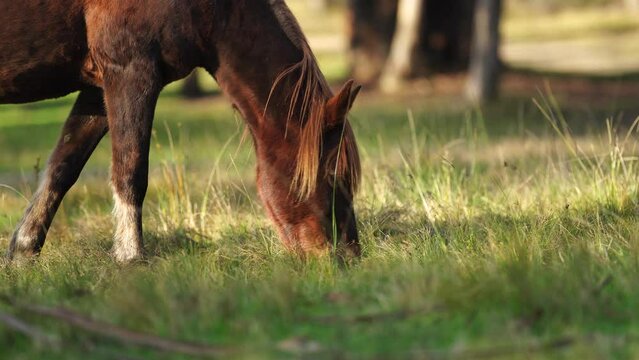 Beautiful Horse in a field on a farm in Australia. Horses in a meadow
