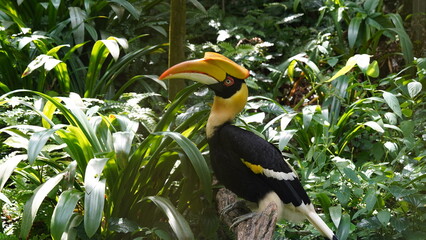 Buceros bicornis|Great Hornbill|Great lndian Hornis|雙角犀鳥|黑板擦鳥