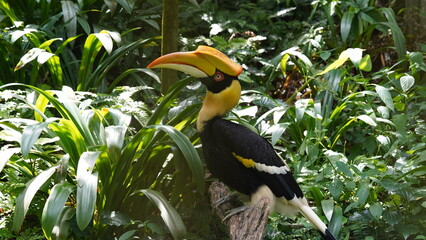 Buceros bicornis|Great Hornbill|Great lndian Hornis|雙角犀鳥|黑板擦鳥