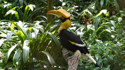 Buceros bicornis|Great Hornbill|Great lndian Hornis|雙角犀鳥|黑板擦鳥