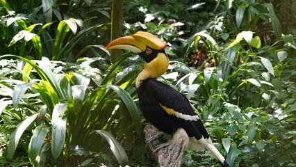 Buceros bicornis|Great Hornbill|Great lndian Hornis|雙角犀鳥|黑板擦鳥
