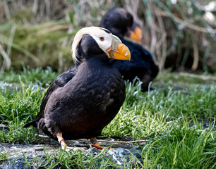 A puffin in profile perched on a rock