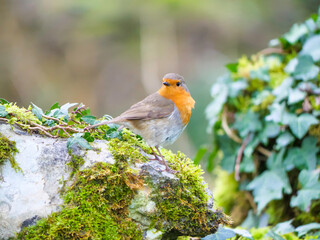 Cute robin in the woods of County Clare.