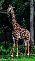 Giraffe eats leaves near the fence. The tallest living terrestrial animal and the largest ruminant. Latin name - Giraffa camelopardalis