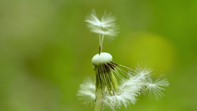 Macro Shot of Dandelion being blown on light green bokeh background.