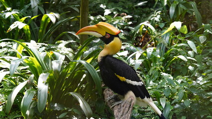 Le grand hornbill (ou Buceros bicornis) est un oiseau emblématique de la famille des Bucerotidae,...