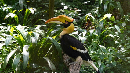 Buceros bicornis|Great Hornbill|Great lndian Hornis|雙角犀鳥|黑板擦鳥