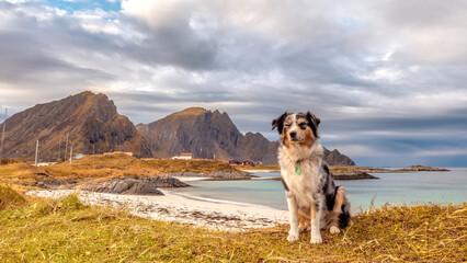 Hund sitzt am Strand an den Lofoten in Norwegen