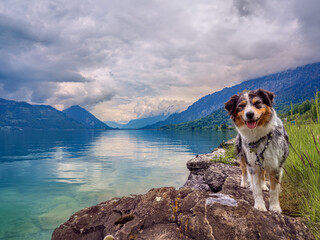 Hund steht am See Interlaken Schweiz