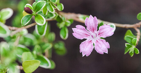 Obraz na płótnie Canvas Beautiful close-up of a serissa japonica flower