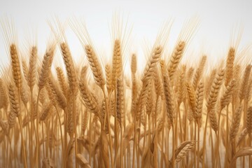 3D illustration of wheat spica field on white background - agriculture, industrial. Generative AI