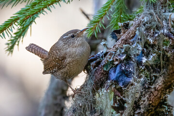 Wren