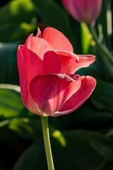 A closeup of a red tulip near Woodburn, Oregon