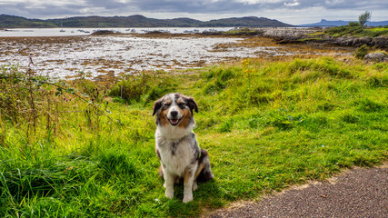 Hund sitzt vor See in Schottland - 597813253