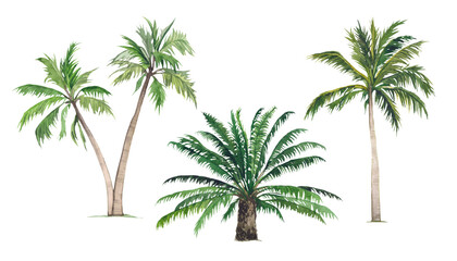 Watercolor set of palm trees on a white background. Illustration of tropical, exotic, African plants, greenery. Floral tropical jungle. Design and decoration