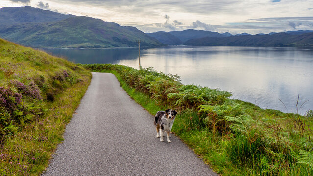 Hund steht auf Stra&szlig;e in Knoydart Schottland