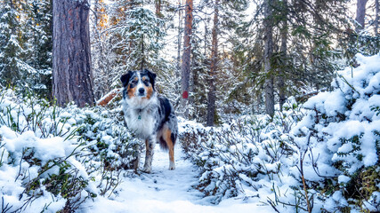 Hund steht im Wald mit Schnee in Schweden - 597813401