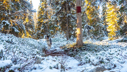 Hund steht im Schnee in Schweden - 597813412