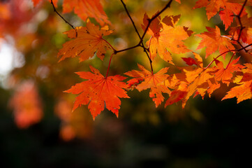 Colourful maple leaves in autumn season color when the leaves change colorful of is in the park, green, yellow, orange and red discoloration